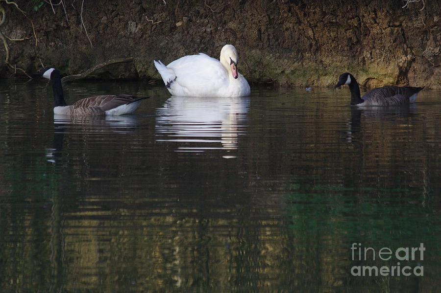 Swan and Geese Photograph by Jeremy Hayden