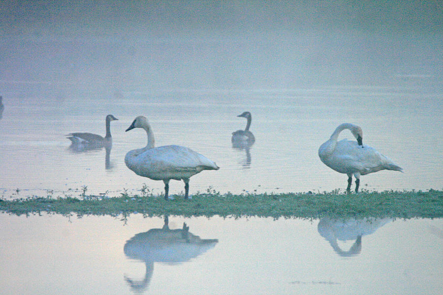 Swan And Geese Photograph