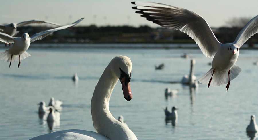 Swan and Gulls  Photograph by Martina Fagan