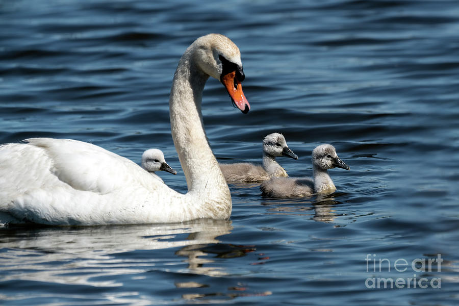Swan and her babies Photograph by Sam Rino