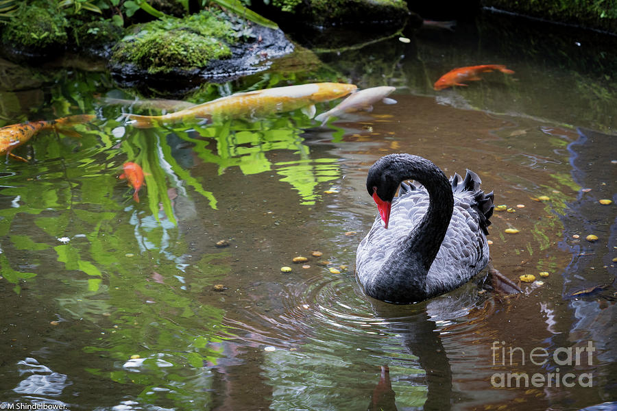 Swan And Koi Fish Photograph by Mitch Shindelbower