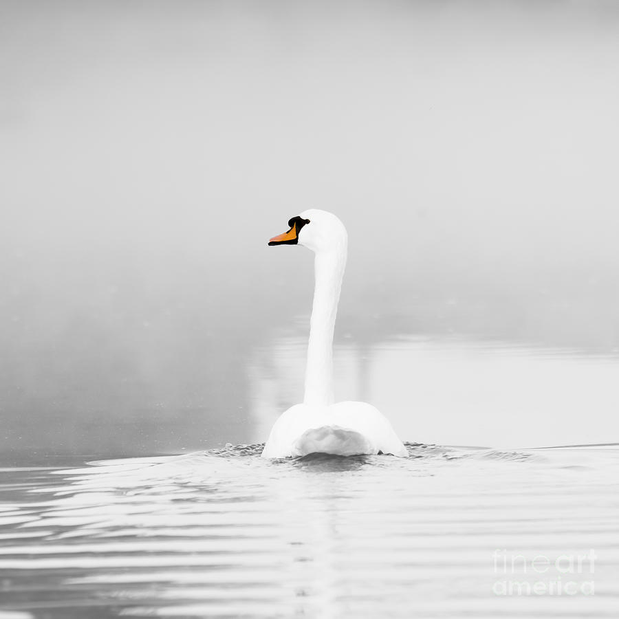 Swan and mist Photograph by Steev Stamford