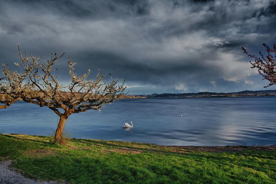 Swan and tree Photograph by Roberto Pagani