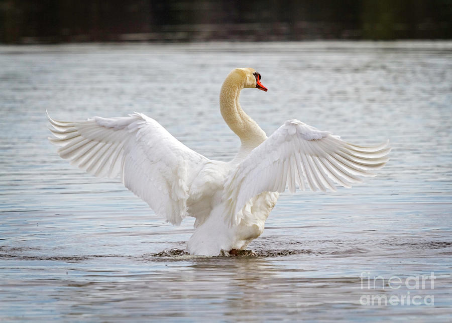 Swan Angel Wings Photograph by Karen Jorstad