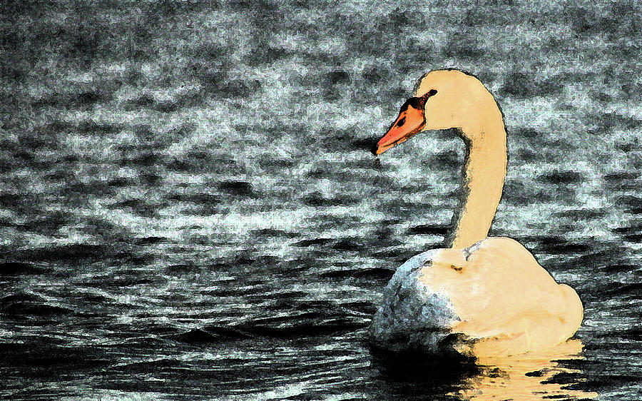 Swan Photograph - Swan at Dusk by Karol Livote