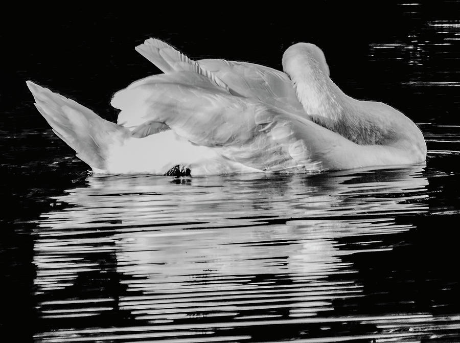 Swan at rest Photograph by Ian Watts