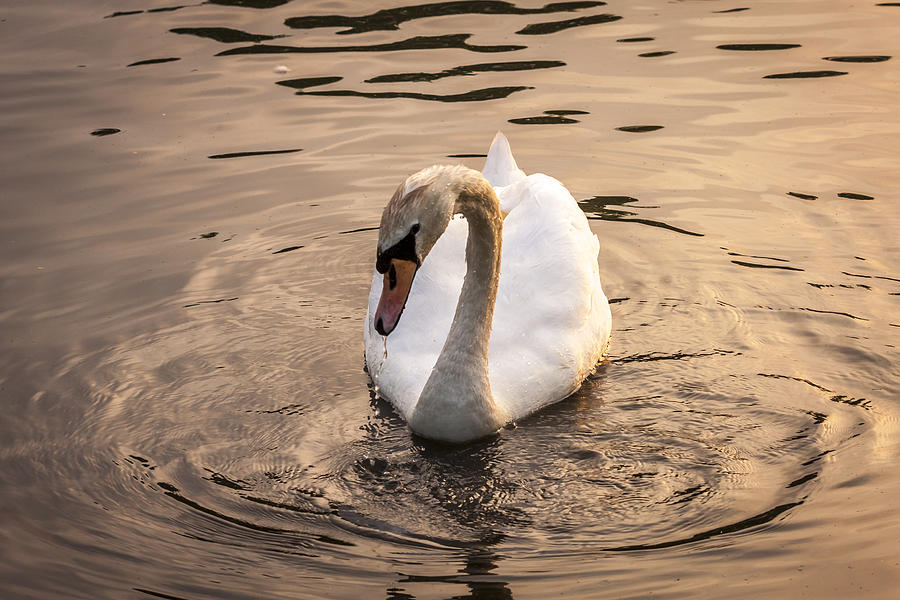 Swan At Sunset Photograph