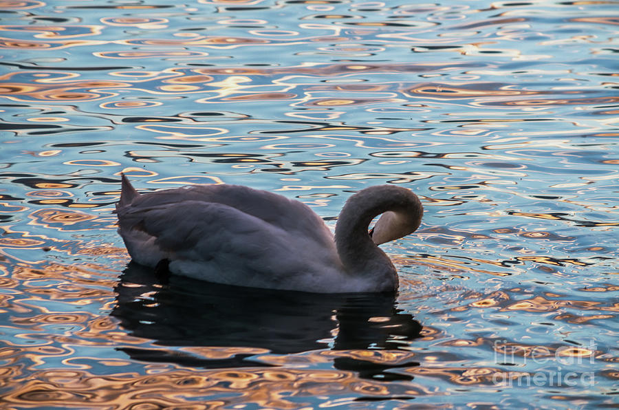 Swan At Sunset Photograph by Michelle Meenawong