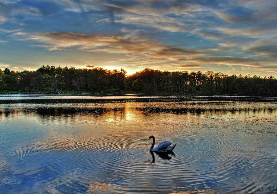 Swan at Sunset Photograph by Wayne Marshall Chase - Fine Art America