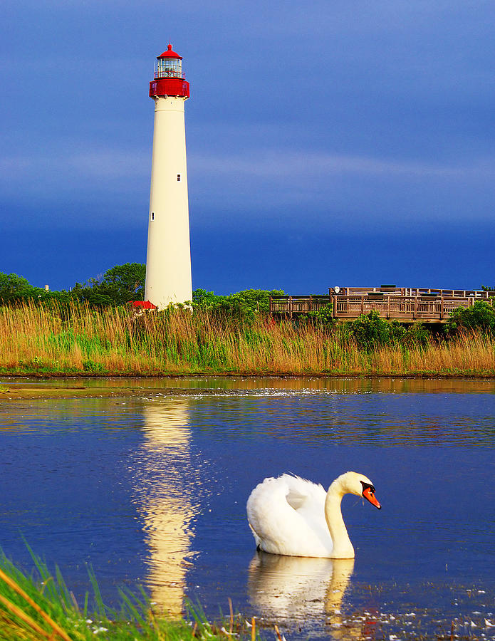 Swan at the Lighthouse Photograph by Nick Zelinsky Jr Swan at the Lighthouse Photograph by Nick Zelinsky Jr