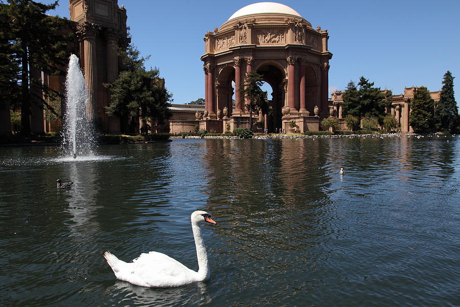 San Francisco Photograph - Swan at The San Francisco Palace of Fine Arts - 5D18069 by Wingsdomain Art and Photography