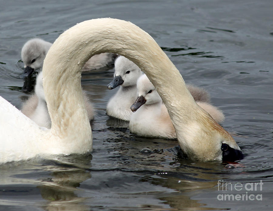 Swan babies day two Photograph by Steve  Gass
