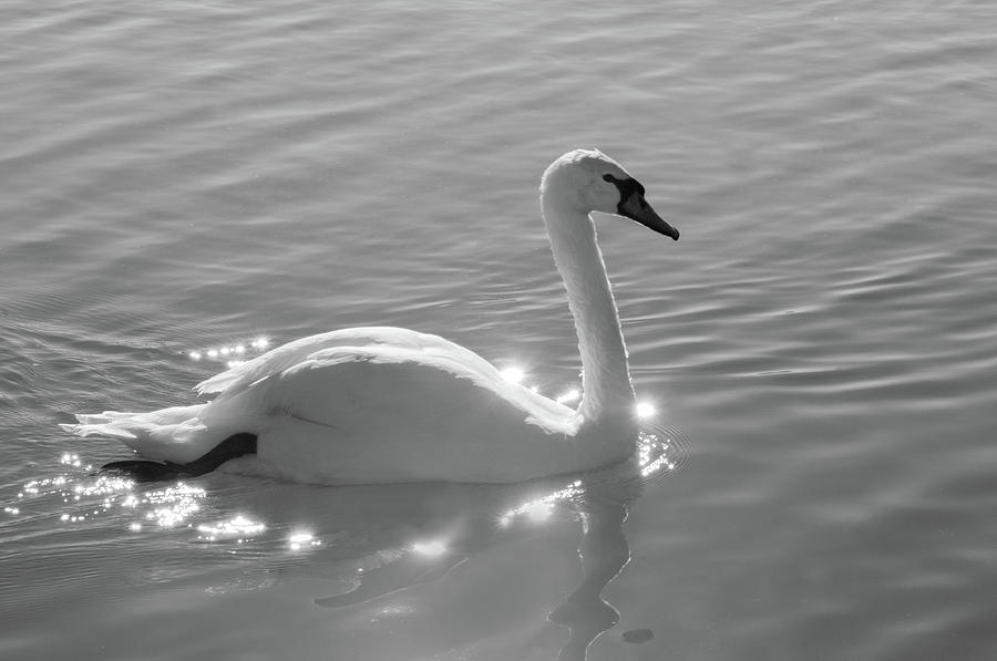Swan bathed in light Photograph by Carolyn DAlessandro
