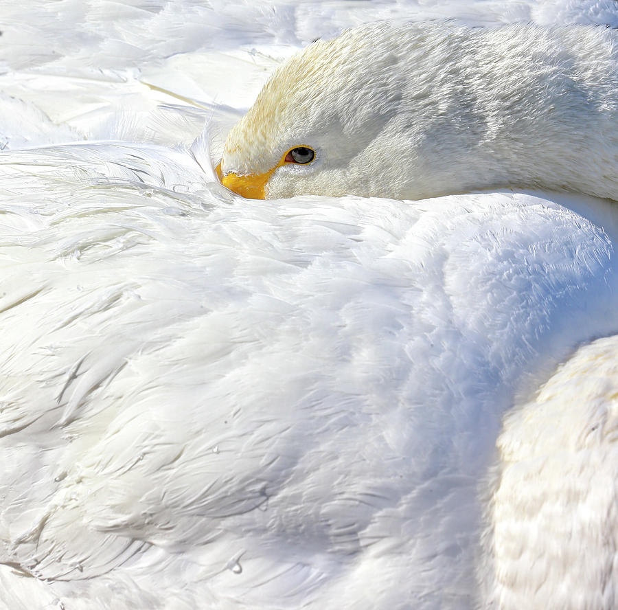 Swan Beauty Photograph