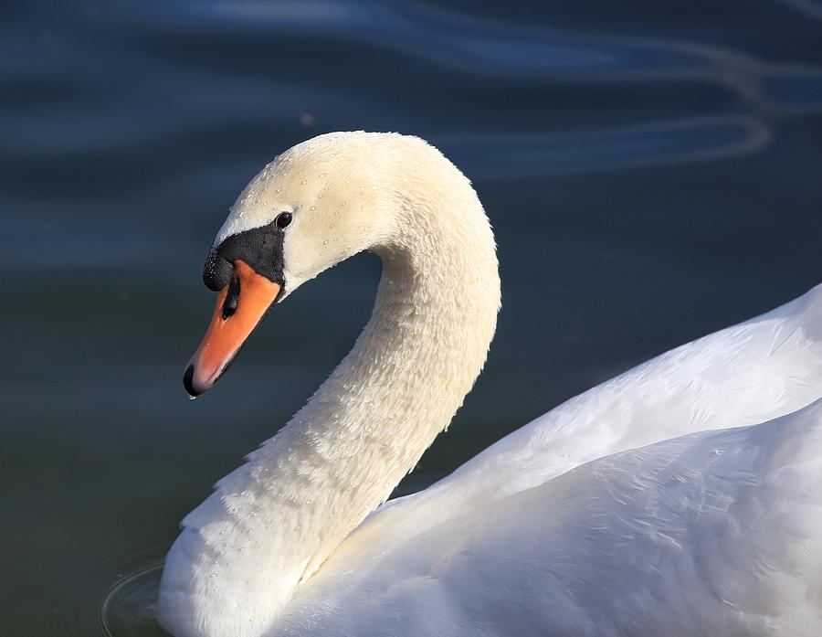 Swan Beauty Photograph by Lynn Hopwood