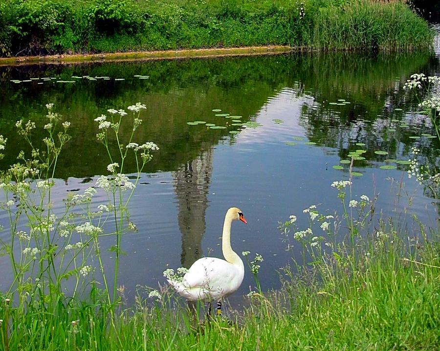 Swan Beside the Pond Photograph by Betty Buller Whitehead