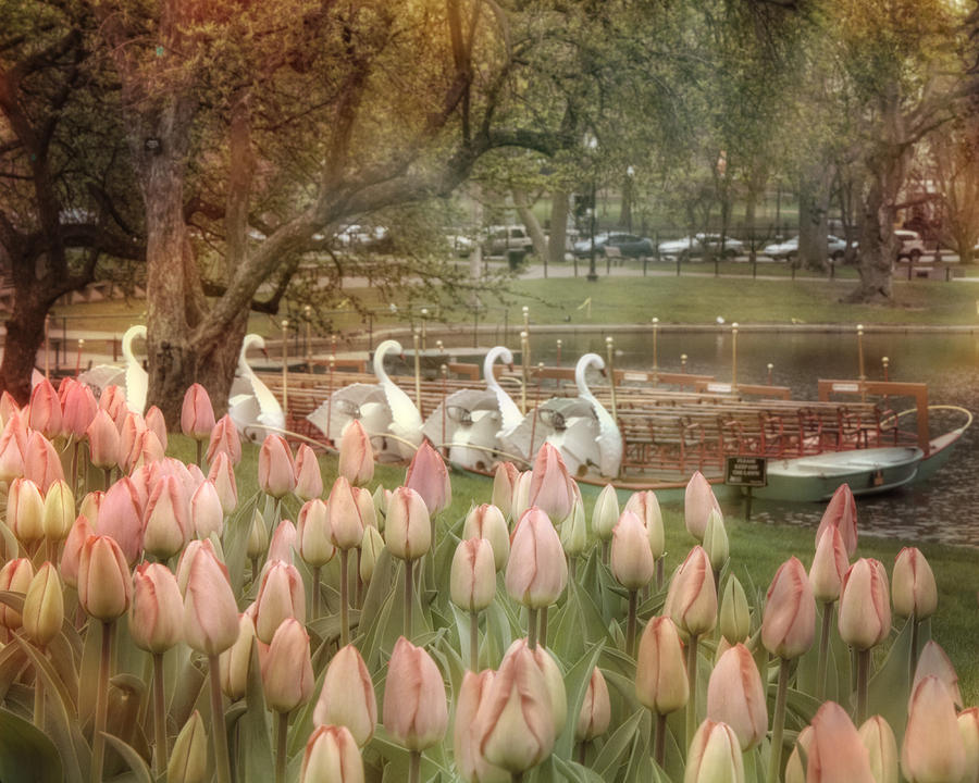 Swan Boats and Tulips - Boston Public Garden Photograph by Joann Vitali