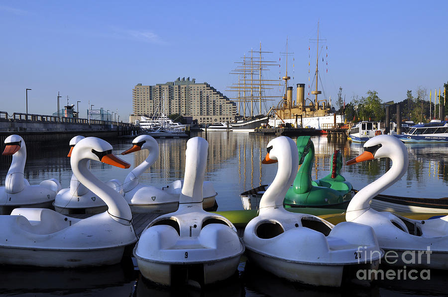 Swan Boats Photograph by Andrew Dinh