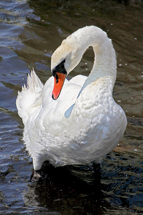 Swan Photograph by Bob Slitzan