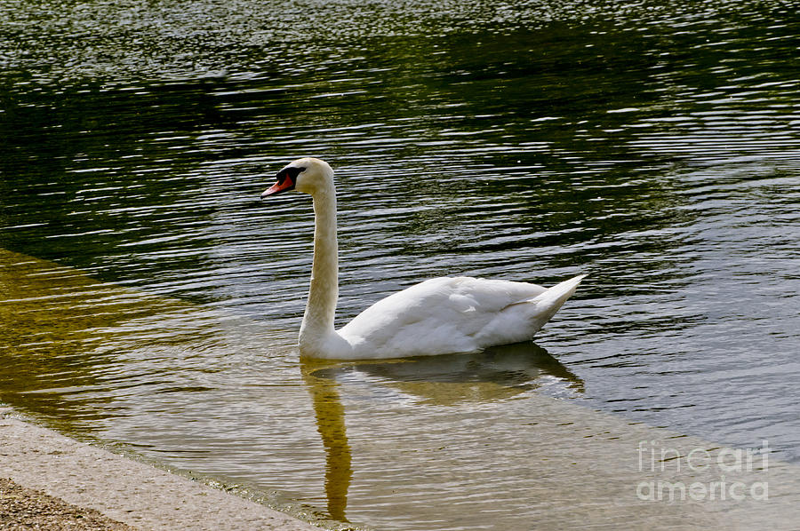 Swan Business. Three. Photograph by Elena Perelman Swan Business. Three. Photograph by Elena Perelman