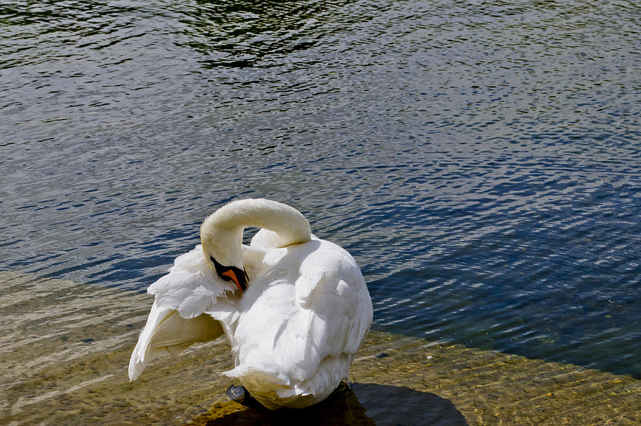 Swan business. Two. Photograph by Elena Perelman