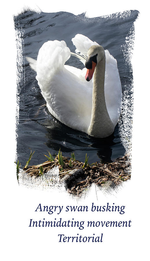 Swan Busking Haiku Annotated Photograph by Constantine Gregory