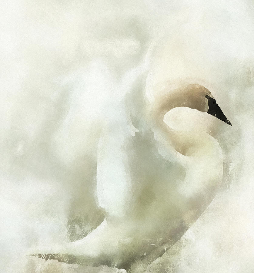 Swan ByMoonlight Photograph by Kathy Bassett
