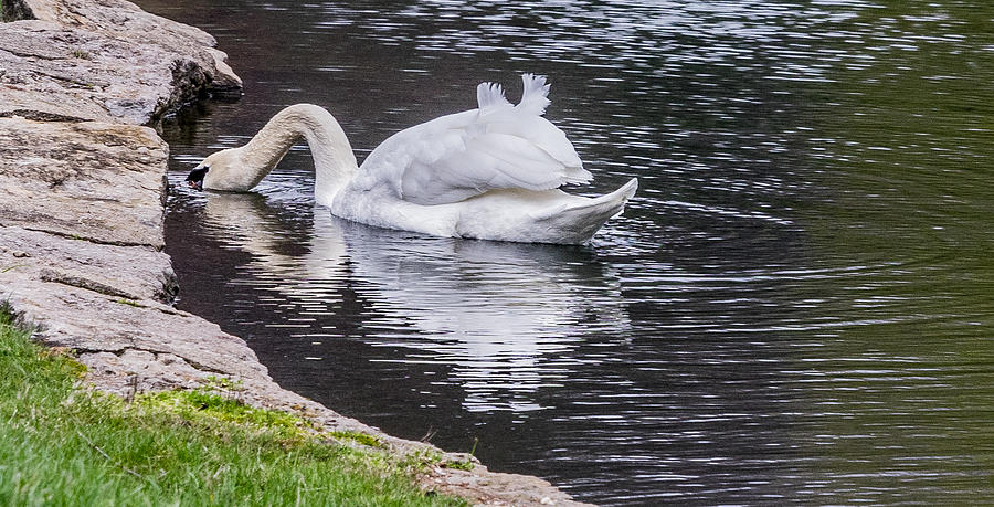 Swan Photograph by Cathy Donohoue