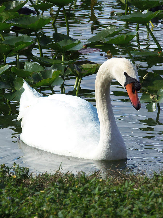 Swan  Photograph by Christopher Mercer