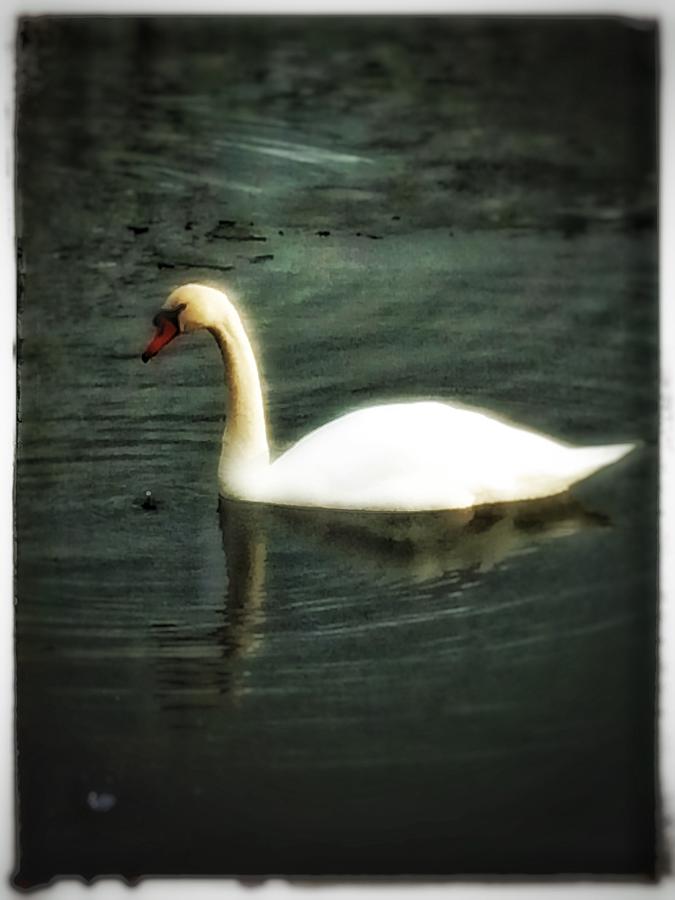 Swan Photograph by Christine Paris