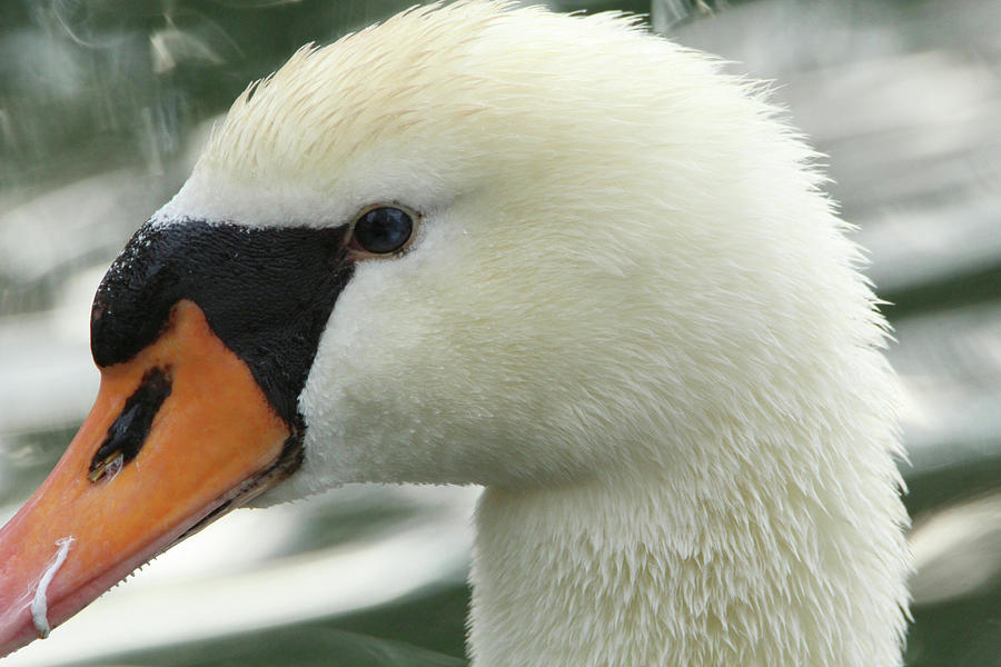 Swan Close-up Photograph by David Stasiak