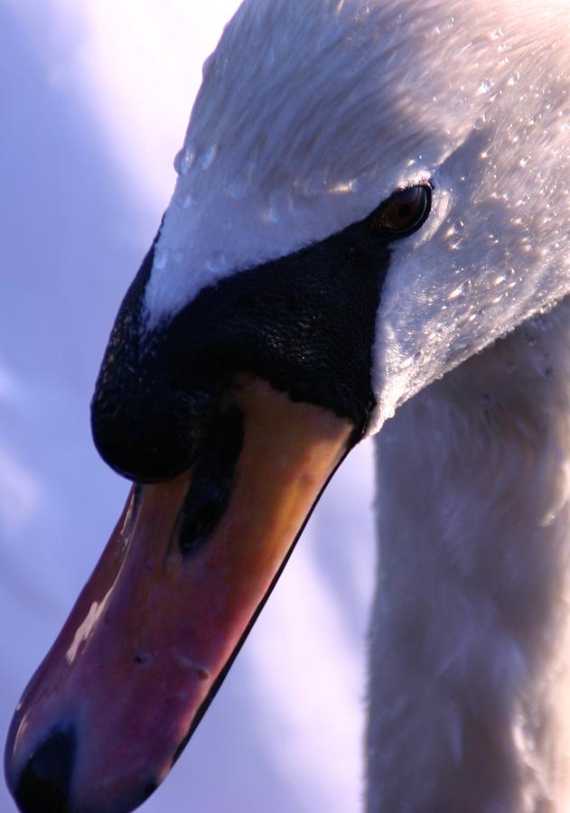 Swan close-up Photograph by Martina Fagan