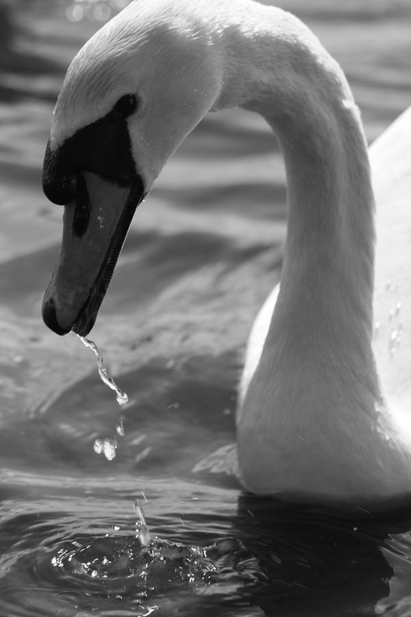 Swan close up No 2 Photograph by Martina Fagan