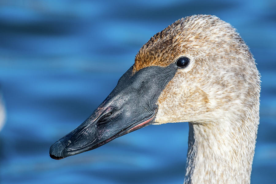 Swan Closeup Photograph by Paul Freidlund