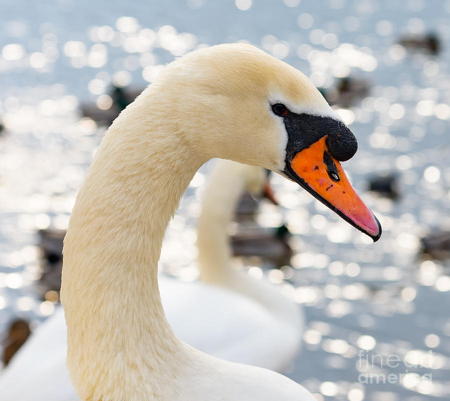 Swan Photograph by Colin Rayner