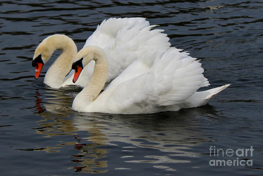 Royal Swan Couple Photograph by Hanni Stoklosa