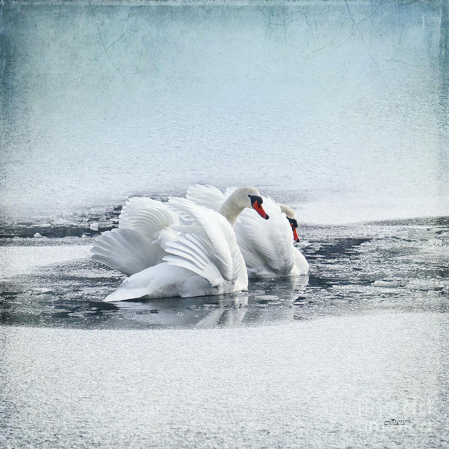 Swan Dance Photograph by Jutta Maria Pusl