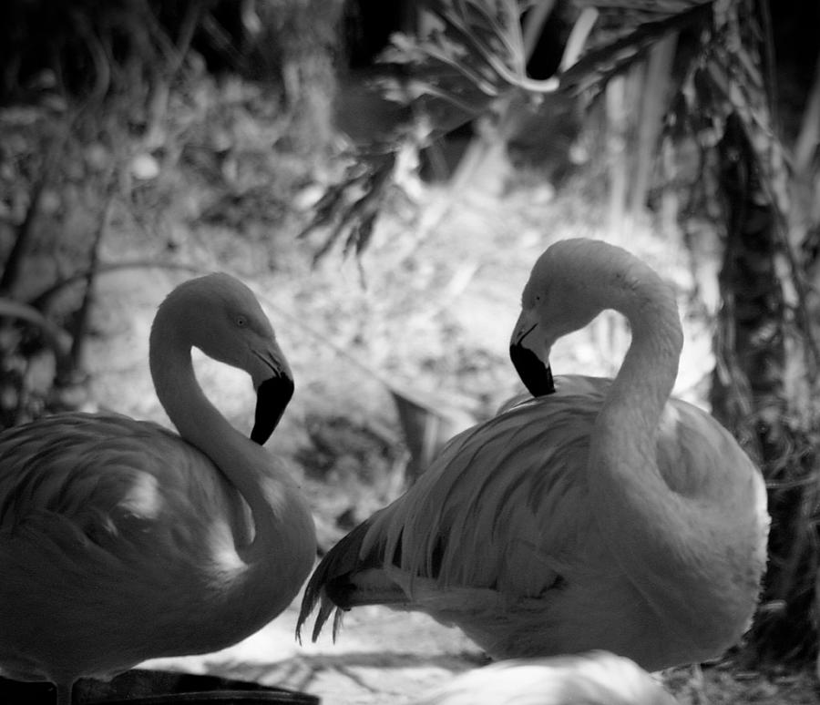 Swan Dance by Maria Reverberi Swan Dance by Maria Reverberi