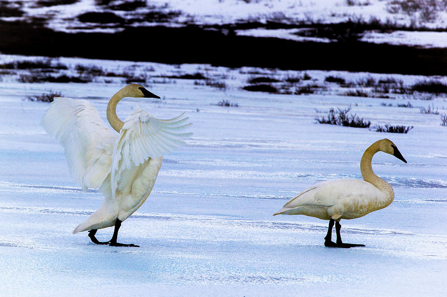 Swan Dance Photograph by Shaleen Holmes - Fine Art America