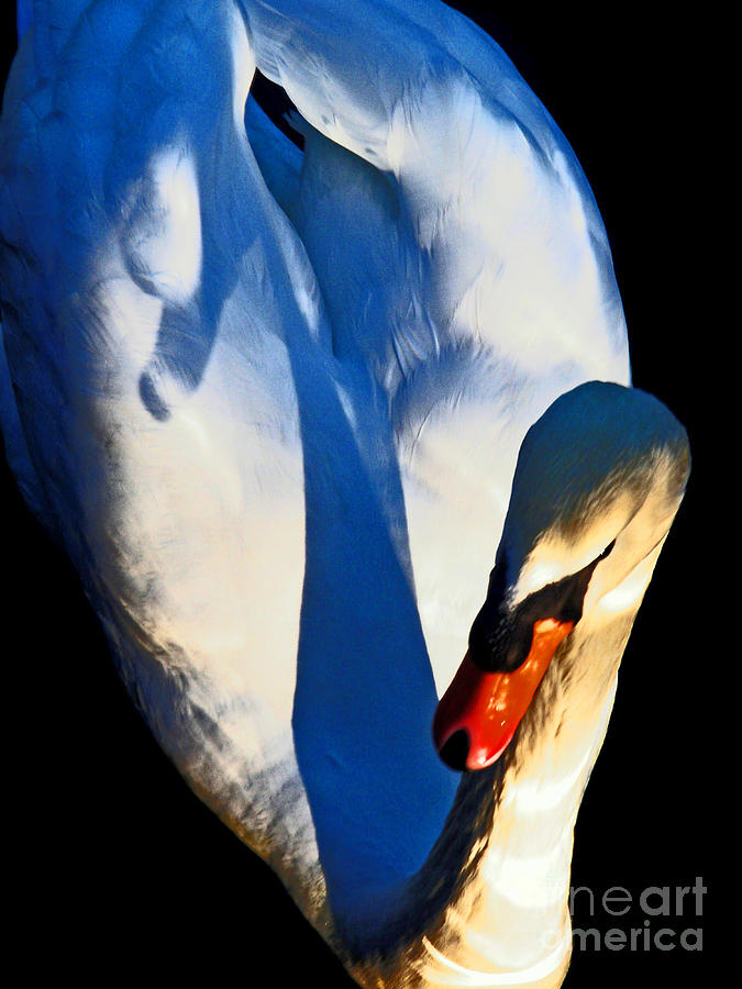 Swan Photograph by Daniele Smith