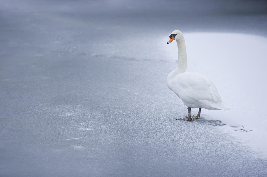 Swan Photograph - Swan by Dean Bertoncelj