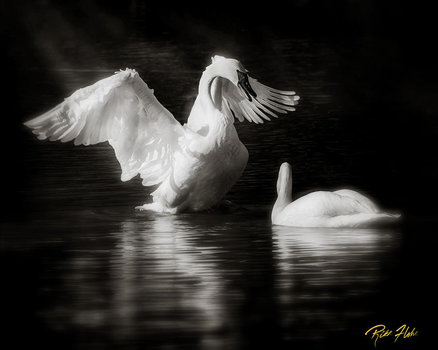 Swan Display Photograph by Rikk Flohr