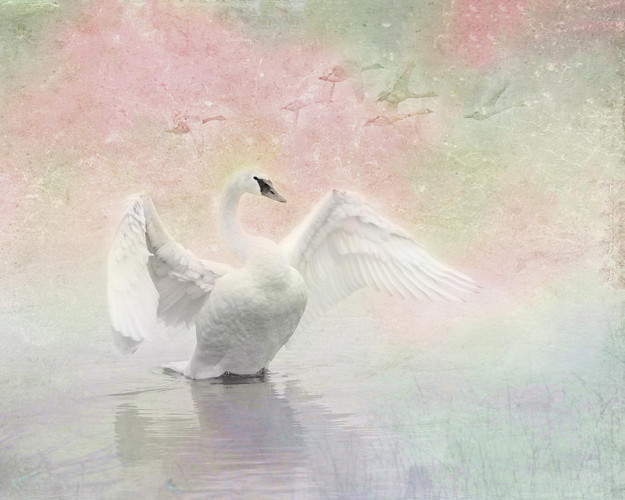Swan Dream - Display Spring Pastel Colors Photograph by Patti Deters