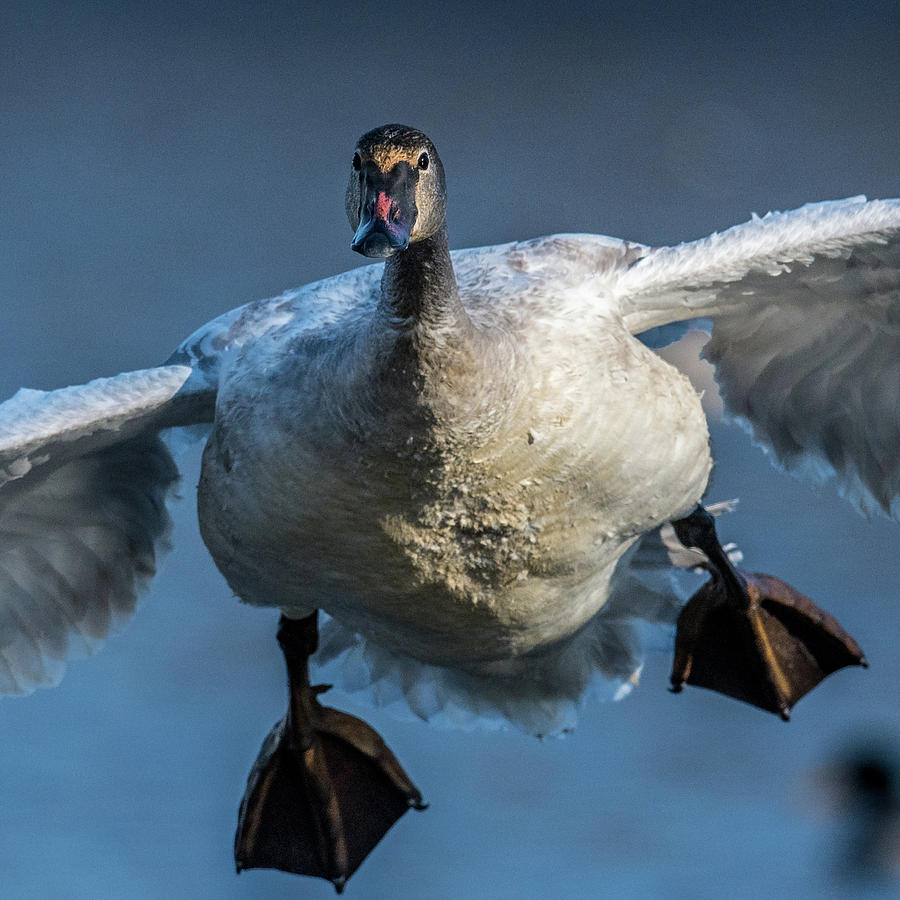 Swan Diving Photograph by Paul Freidlund