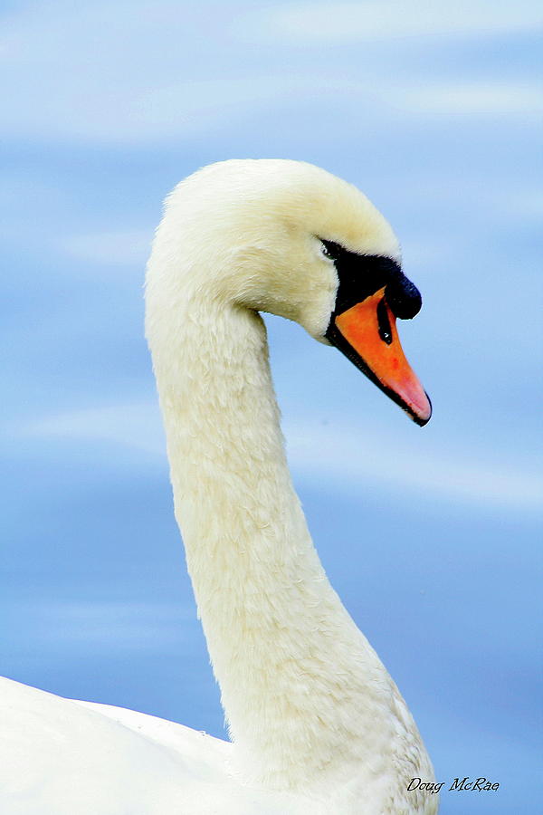 Swan Photograph - Swan by Doug Mcrae