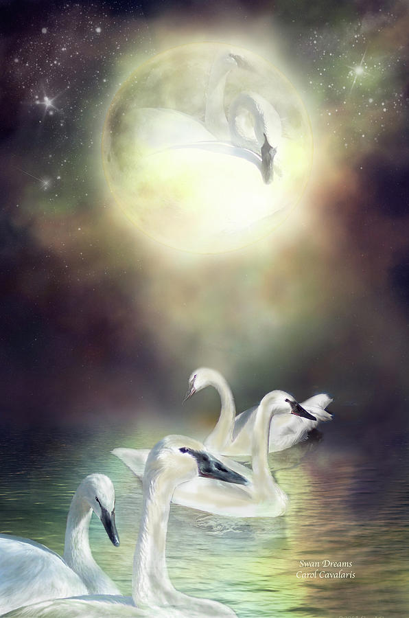 Swan Dreams Mixed Media by Carol Cavalaris