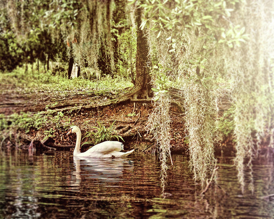 Swan Dreams Photograph by Judy Vincent