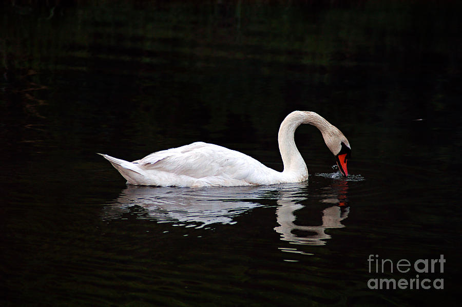 Swan Drinking Photograph by Clayton Bruster