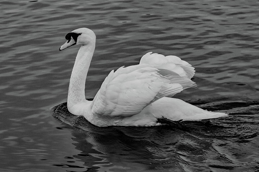 Swan Photograph by Ed James