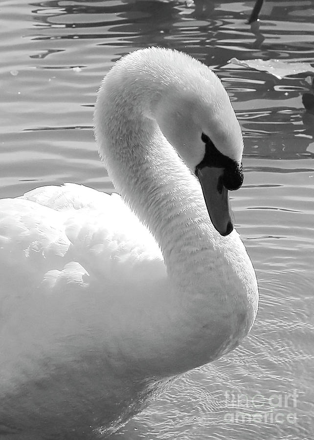 Swan Elegance Black and White Photograph by Carol Groenen
